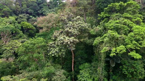 Panning view of two large tropical forest trees, amazon rainforest background Stock Footage 196233491