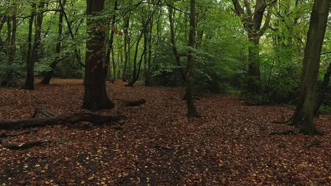 Panning view under trees over a path in a forest in autumn Stock Footage 102434263