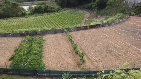 Panning View Vegetable Fields Bird Protection Strings Pond Okayama Japan 库存影片 344471649