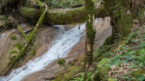 Panning view of the waterfall in the first with trees covered by moss Stock Footage 142436863