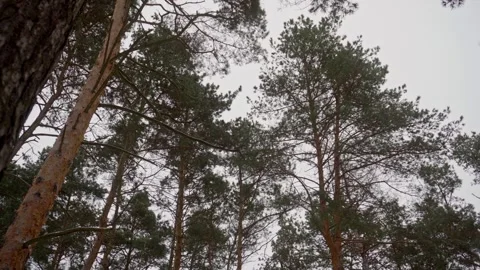 Panning View of Winter Pine Forest Canopy Stock Footage 264757478