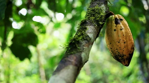 Panning view of a yellow cacao fruit growing on the stem of a cacao tree Video stock 196329219