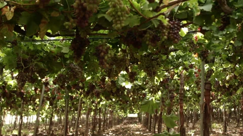 Panning on a vineyard during irrigation. Stock-Footage 27479254