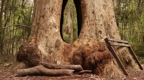 Panning up on walk through tree with a hole Stock Footage 59775789