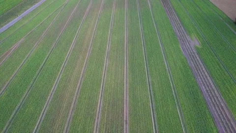 Panning up while flying backwards over lines crop field with city in the Stock Footage 134666719