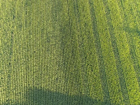 Panning up while flying over corn field Stock Footage 78156691