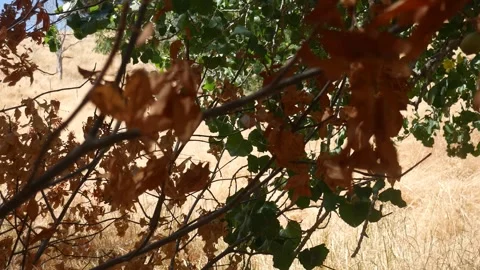 Panning While Under the Shade Stock Footage 283065074