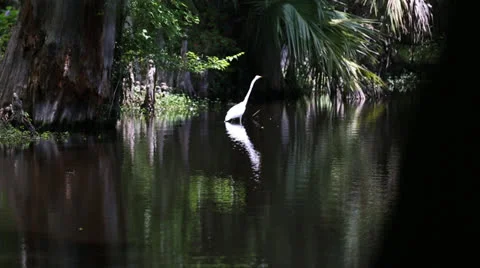 Panning White Crane Stock Footage 26594872