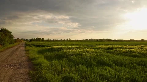 Panning wide angle video from a wheat field and meadow in sunset at spring Video stock 239896972