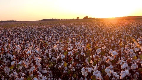 Panning wide of fields of cotton growing in a Mississippi Delta farm field at 库存影片 118144097