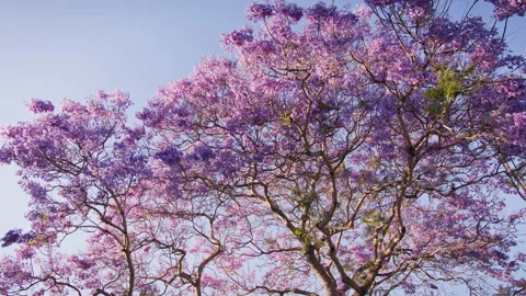 Panning wide shot of a Jacaranda tree in bloom 库存影片 133052654