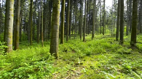 Panning wide shot of trees in pine forest, Croatia. Stock Footage 62956183