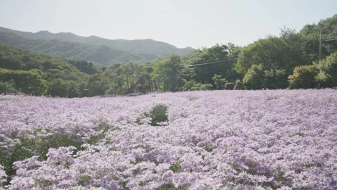 Panning Wide View of a Purple Aster Field Stock-Footage 347141997