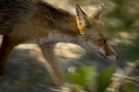 Panning of a wild Fox Stock Photos