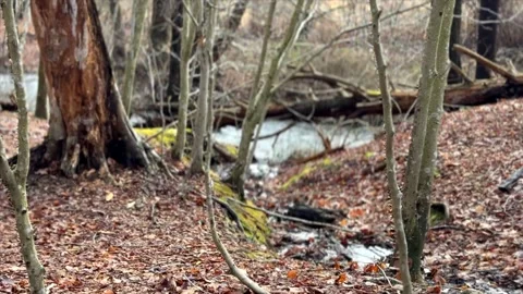 Panning Woods Shot with Stream Stock Footage 276741119