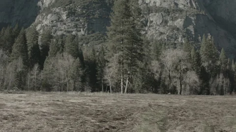 Panning Yosemite Forest Landscape 스톡 동영상 201497437