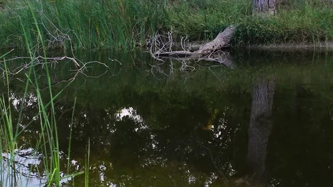 Panning zoom of cattails Video stock 79664302