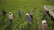Panning,Aerial Shot Of Workers In A Field. Stock Footage