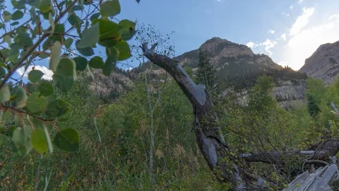 Panning/tracking time-lapse through aspens Stock Footage 94870493