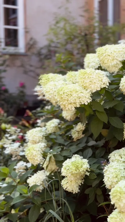 Pano transition from white hydrangea to rose bushes by rustic wall. Vertical Stock Footage 281084624
