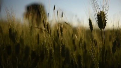 Pano wheat green with sun Stock Footage 76169972