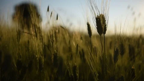 Pano wheat in italy Stock Footage 76170215