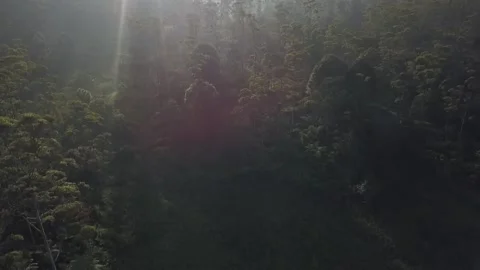 Panocamic View Above Thick Forest With Trees On the morning Stock Footage 154484252