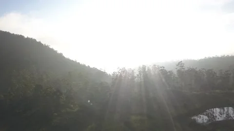 Panocamic View Above Thick Forest With Trees On the morning Stock Footage 154484254