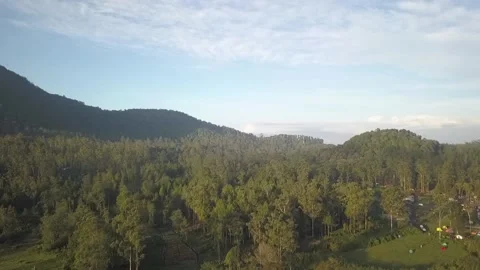 Panocamic View Above Thick Forest With Trees On the morning Stock Footage 154484256