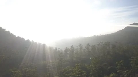 Panocamic View Above Thick Forest With Trees On the morning Stock Footage 154484272