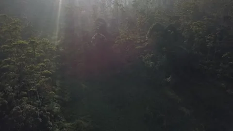 Panocamic View Above Thick Forest With Trees On the morning Stock Footage 154484288
