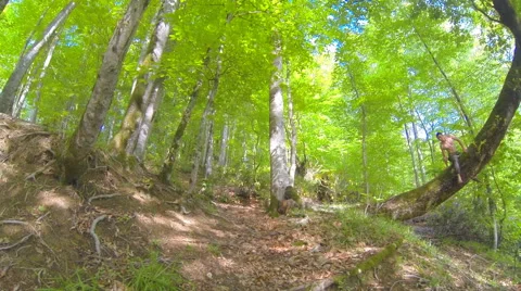 Panoram spring green forest Stock Footage 45988642
