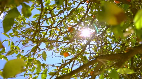 Panorama 360 degree of orange trees. Video stock 64847156