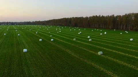 Panorama above a green field, on which white mown grass rolls lie Stock Footage 140462562