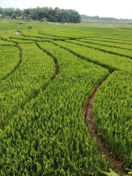 Panorama of agrarian rice fields landscape in Central Java, Stock Photos