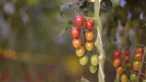 Panorama along branches with ripening cherry tomatoes, picking cherry tomatoes Stock Footage 257455308