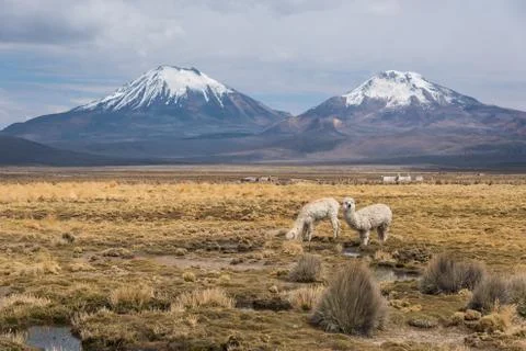 Panorama of Altiplano Stock Photos