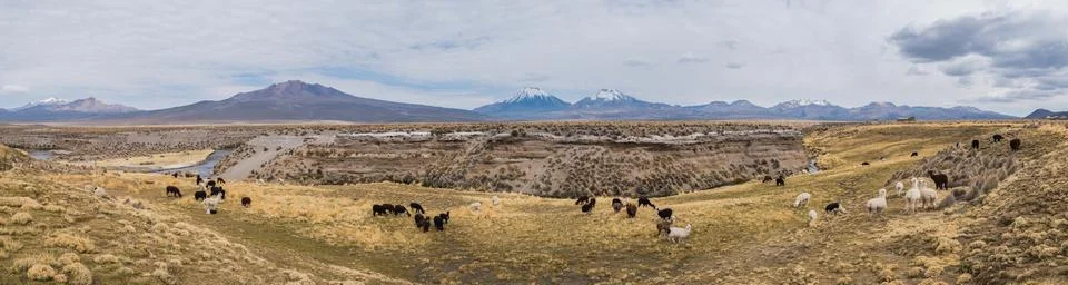 Panorama of Altiplano Stock Photos