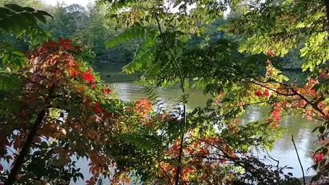 Panorama among the leaves of rusty trees on the lake shore Stock Footage 141710098