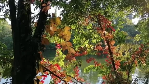 Panorama among the leaves of rusty trees on the lake shore Stock Footage 141710102