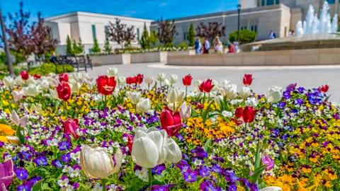 Panorama Array of vibrant flowers blooming under sunlight in spring Stock Photos