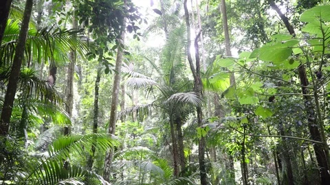 Panorama of Australian Rainforest Stock Footage 94183145