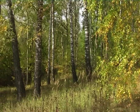 Panorama of autumn birch forest Stock Footage 531878