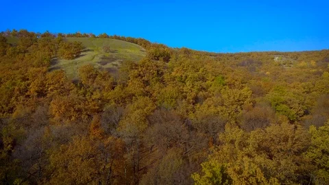 Panorama of autumn forest Stock Footage 97857564