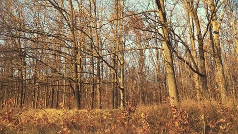 Panorama Autumn Forest Stock Footage 97980558