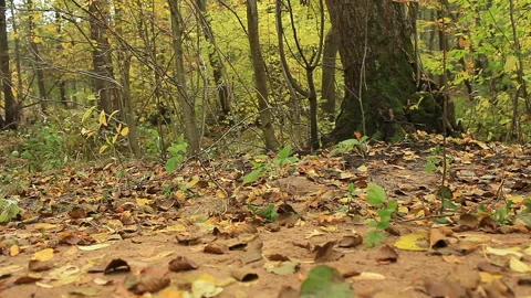 Panorama autumn forest low angle view Stock Footage 119195510