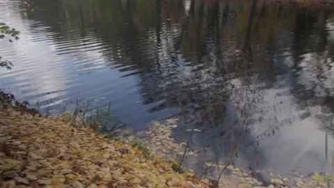Panorama of the autumn lake in the park. Stock Footage