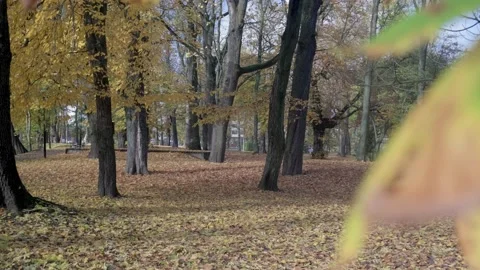 Panorama of the autumn park with a hit on a chestnut leaf. Stock Footage
