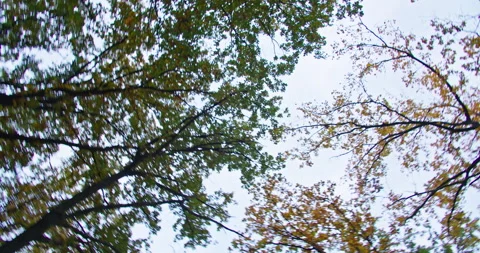 Panorama of autumn trees in the forest Stock Footage 190878594