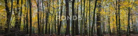 Panorama of a autumn yellow forest Stock Photos